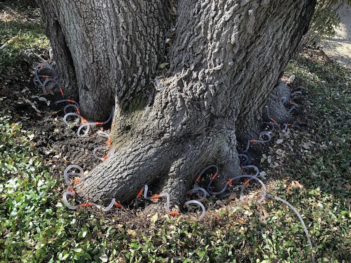 Detailed Tree Cabling and Bracing job site in Mount Olivet