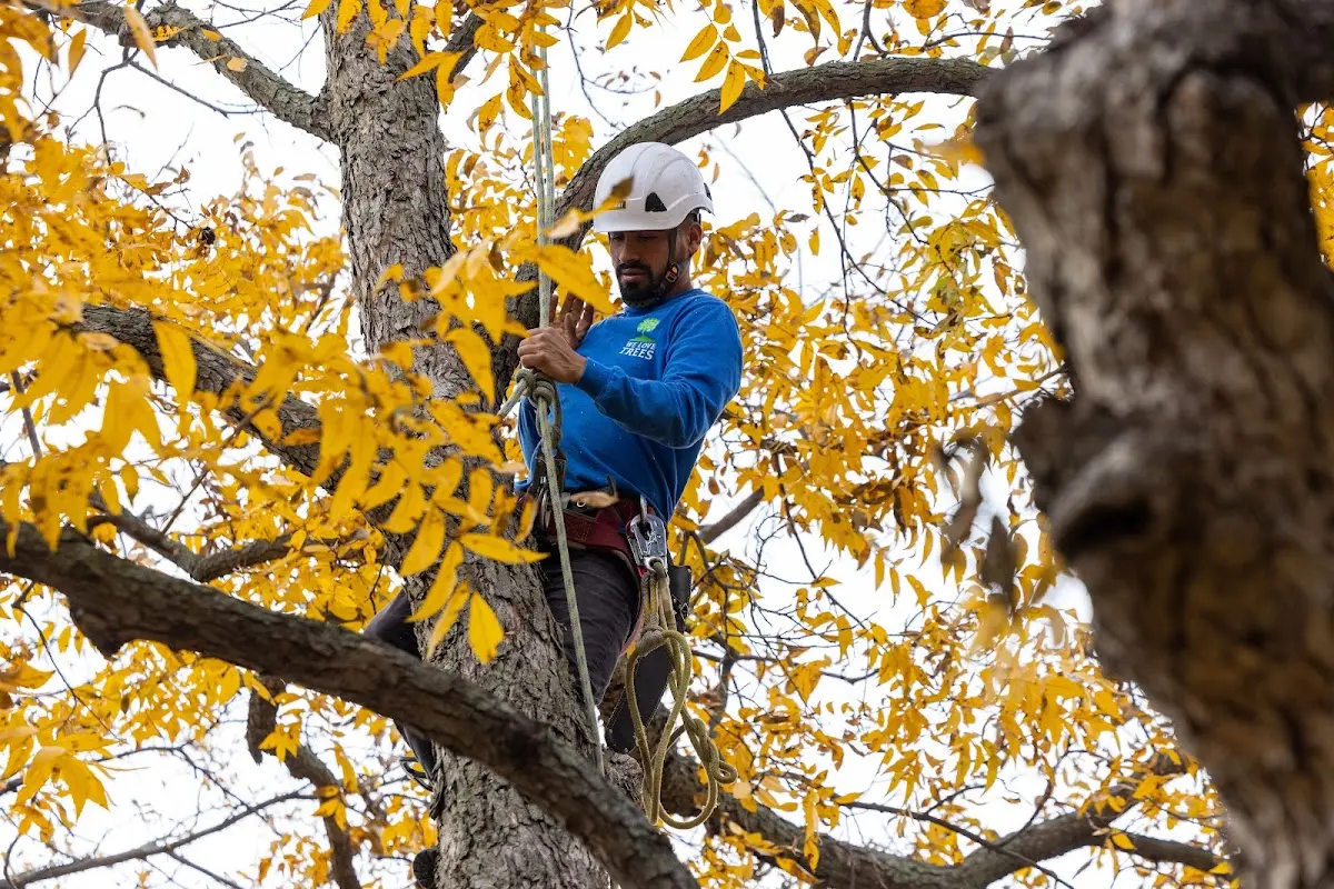 Skilled Tree Trimming crew working in Mount Olivet
